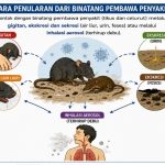Antisipasi Peningkatan Kasus, Kemenkes Perkuat Kewaspadaan Virus Hanta